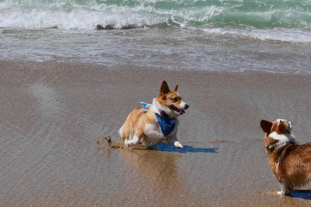 istock Corgi Dogs at the Beach 1142357219