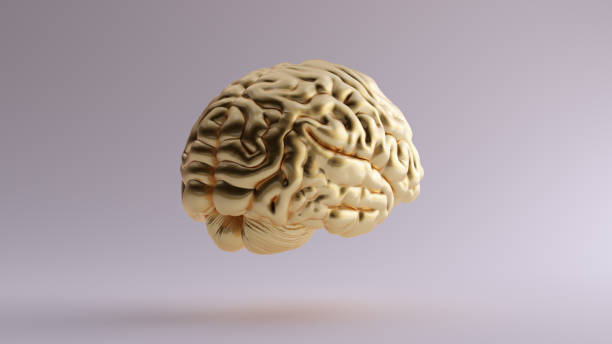 istock Gold Anatomical Brain 3Q Rear Right 1142357883