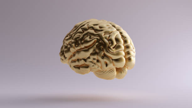 istock Gold Anatomical Brain 3Q Rear Right 1142357898