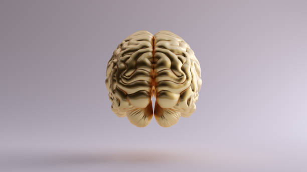 istock Gold Anatomical Brain Rear 1142357919