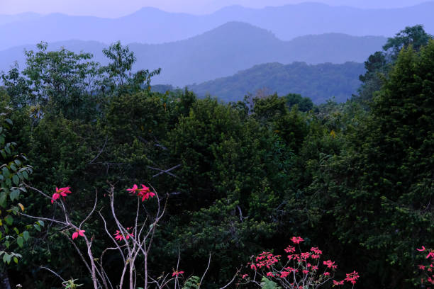 istock christmas tree with mountain landscape at dusk 1142358032