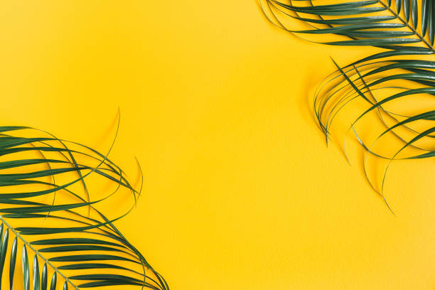 istock Summer composition. Tropical palm leaves on yellow background. Summer concept. Flat lay, top view, copy space 1142358120