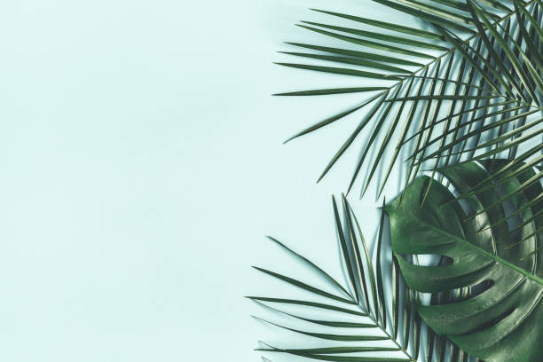istock Summer composition. Tropical palm leaves on pastel blue background. Summer concept. Flat lay, top view, copy space 1142358123