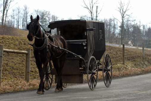 A View of Two Amish Horse and Buggies Traveling Down a Countryside Road Thru Farmlands on a Sunny December Day