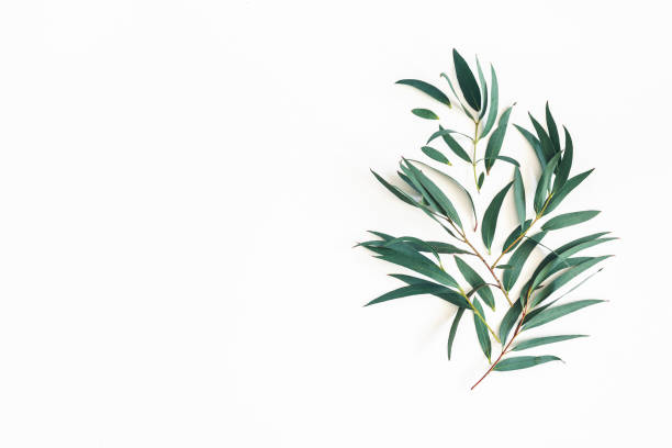 istock Eucalyptus leaves on white background. Pattern made of eucalyptus branches. Flat lay, top view, square 1142359117