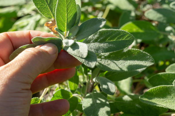 istock Hand pick up salvia plant 1142359141