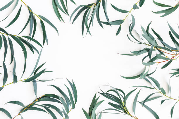istock Eucalyptus leaves on white background. Frame made of eucalyptus branches. Flat lay, top view 1142359173