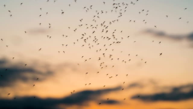 Swarm of mosquitoes at sunset
