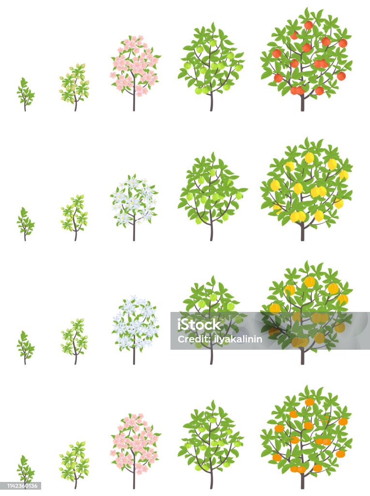 Fruit Tree Growth Stages Apple Peach And Lemon Mandarin Increase Phases  Vector Illustration Ripening Progression Fruit Trees Life Cycle Animation  Plant Seedling Stock Illustration - Download Image Now - iStock