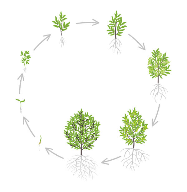 Olive tree growth stages. Vector illustration. Ripening period progression. Olive tree life cycle animation plant seedling. European olive phases. Olive tree growth stages. Vector illustration. Ripening period progression. Olive tree life cycle animation plant seedling. European olive phases. Flat vector color Illustration clipart. On white background. plant root growth cultivated stock illustrations