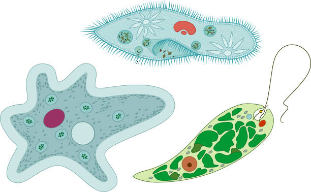 набор одноклеточных организмов (простейших): paramecium caudatum, amoeba proteus и euglena viridis - paramecium stock illustrations