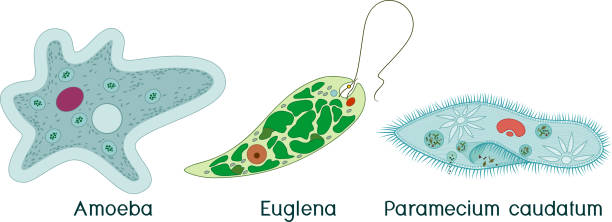 단 세포 유기 체의 집합 (원생 동물): 아메바 프로세르, 아메바 프로 테우 스 및 euglena 비리 디스 - paramecium stock illustrations