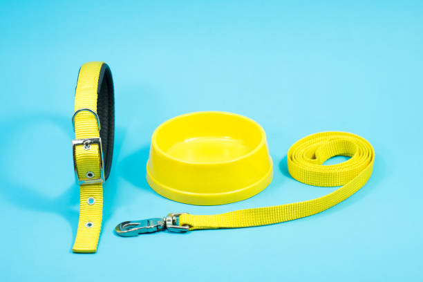 istock Pet Collar, bowl and leashes on blue background.  Pet accessories concept 1142361268
