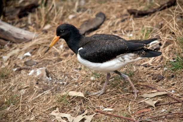 istock pied oystercatcher walking 1142361367