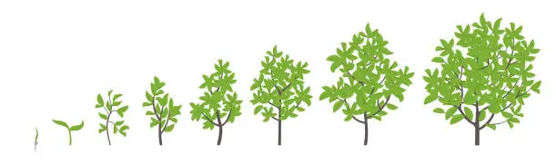 Vector illustration of Tree growth stages. Vector illustration. Ripening period progression. Tree life cycle animation plant seedling phases.