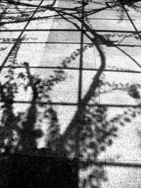 istock Silhouette of tree on the ground 1142361822