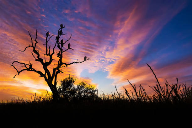 놀라운 일몰과 일출. 일몰 아프리카에서 파노라마 사바나 필드. - kruger national park sunrise south africa africa 뉴스 사진 이미지