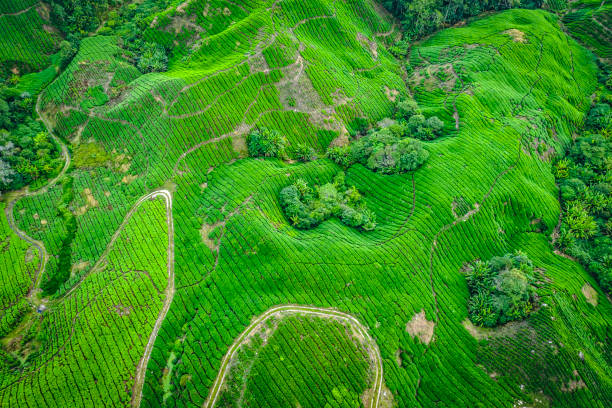 istock Aerial View of Tea Plantation 1142363208