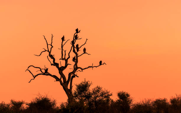 bellissimo campo di tramonto e savana all'alba con avvoltoi silhouette arroccati su alberi asciutti - kruger national park sunrise south africa africa foto e immagini stock