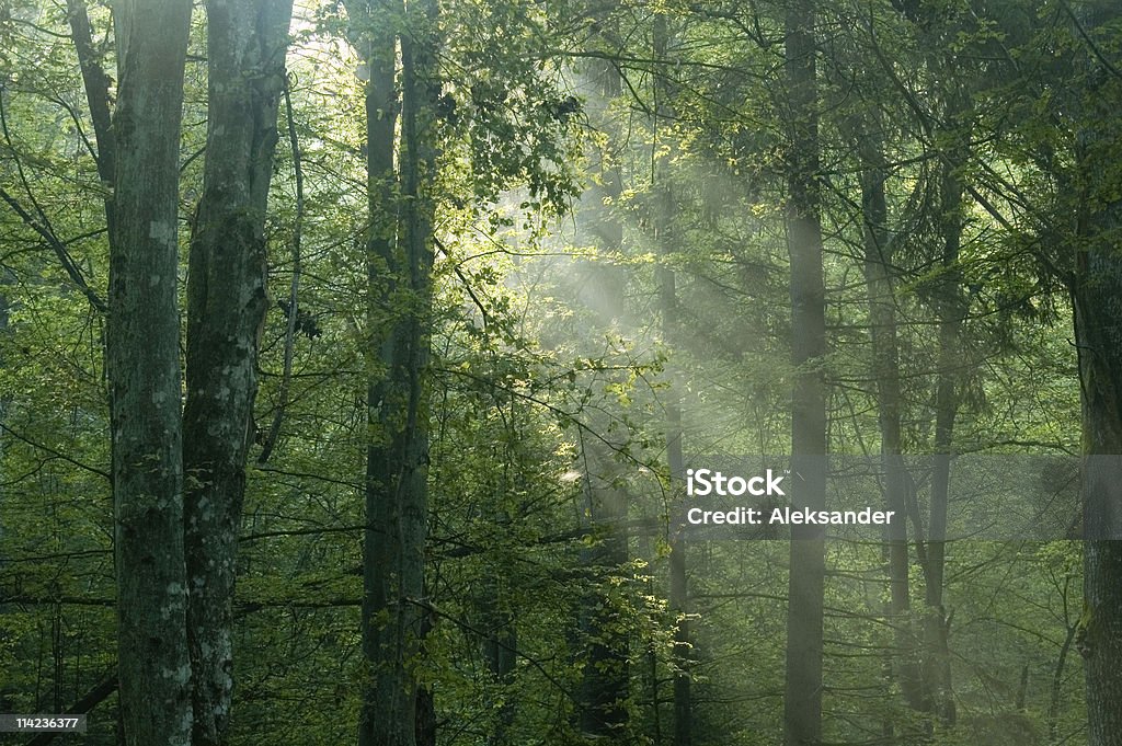 Misty nascer do sol na floresta - Foto de stock de Acontecimentos da Vida royalty-free