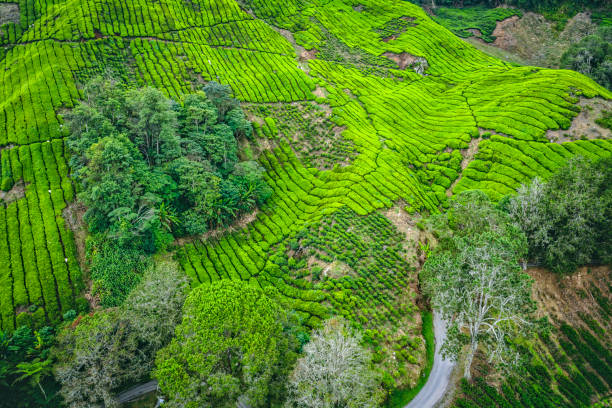 istock Aerial View of Tea Plantation 1142363957