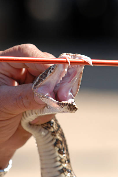 sonaglio serpente con la bocca larga aperta - snake biting animal mouth fang foto e immagini stock