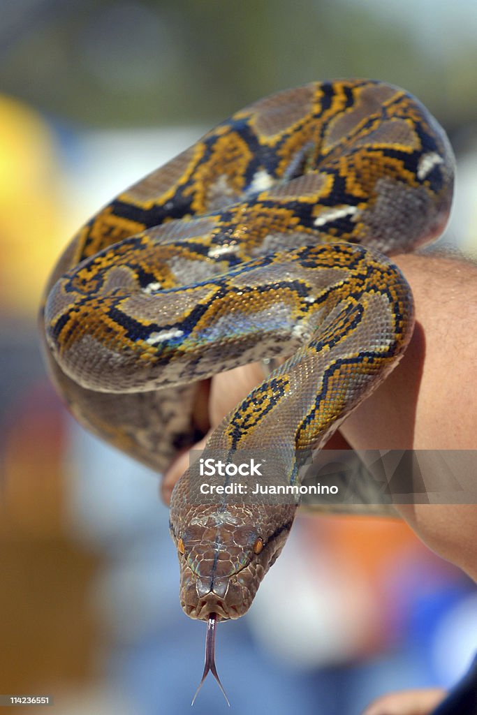snake in meinen arm - Lizenzfrei Bedrohte Tierart Stock-Foto