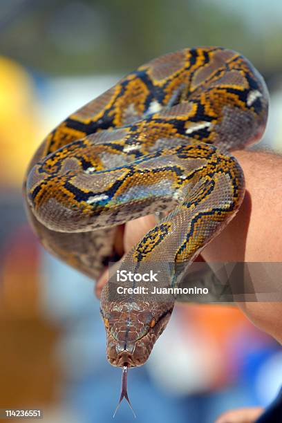 Snake In Meinen Arm Stockfoto und mehr Bilder von Bedrohte Tierart - Bedrohte Tierart, Blick nach unten, Boa