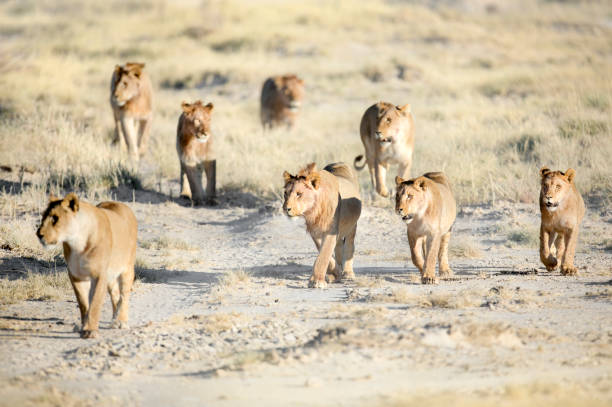 un leone orgoglio per l'etosha pan, namibia. - erongo foto e immagini stock