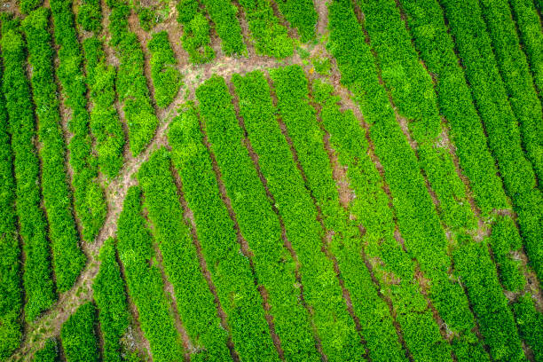 istock The rows of tea bushes 1142367501