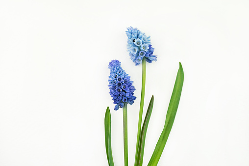 Fairy tale like Muscari Azureum on a white background. The flowers are opened and have blue ombré shades from light blue to dark blue.\n\nLegend has it the origin of hyacinth, the highly fragrant, bell-shaped flower, can be traced back to a young Greek boy named Hyakinthos. \n\nSymbolizes sport or play in the language of flowers, hyacinth represent constancy, while blue hyacinth expresses sincerity.\n\nA good image to be used in web banners