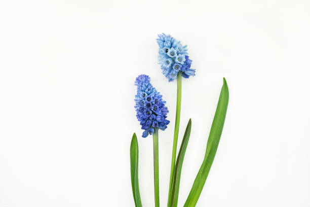 Muscari Azureum Fairy tale like Muscari Azureum on a white background. The flowers are opened and have blue ombré shades from light blue to dark blue.

Legend has it the origin of hyacinth, the highly fragrant, bell-shaped flower, can be traced back to a young Greek boy named Hyakinthos. 

Symbolizes sport or play in the language of flowers, hyacinth represent constancy, while blue hyacinth expresses sincerity.

A good image to be used in web banners grape hyacinth photos stock pictures, royalty-free photos & images