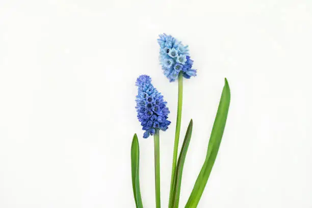 Fairy tale like Muscari Azureum on a white background. The flowers are opened and have blue ombré shades from light blue to dark blue.

Legend has it the origin of hyacinth, the highly fragrant, bell-shaped flower, can be traced back to a young Greek boy named Hyakinthos. 

Symbolizes sport or play in the language of flowers, hyacinth represent constancy, while blue hyacinth expresses sincerity.

A good image to be used in web banners
