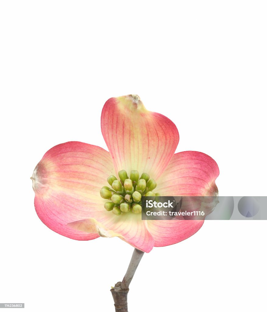 Dogwood Blossom  Dogwood Stock Photo