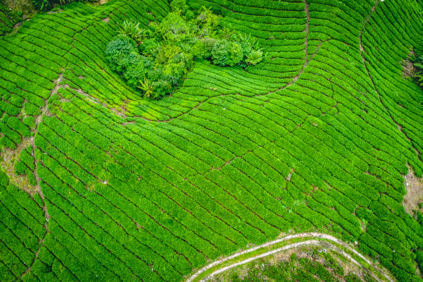 istock The hill covered by green rows of tea bushes 1142368303