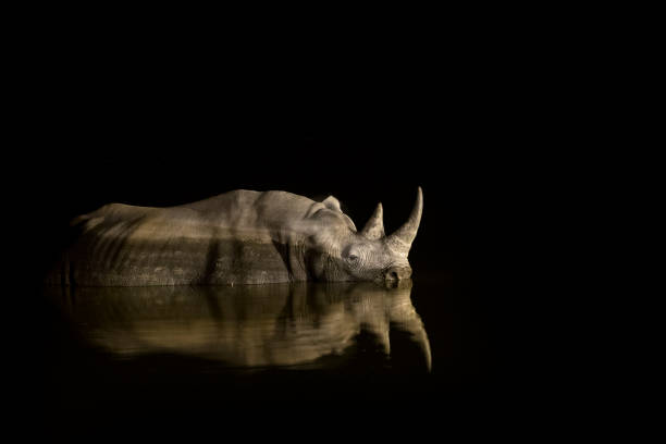 istock Rhino in Etosha National Park, Namibia. 1142368801