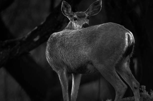 istock Malibu creek deer - Black and white 1142369140