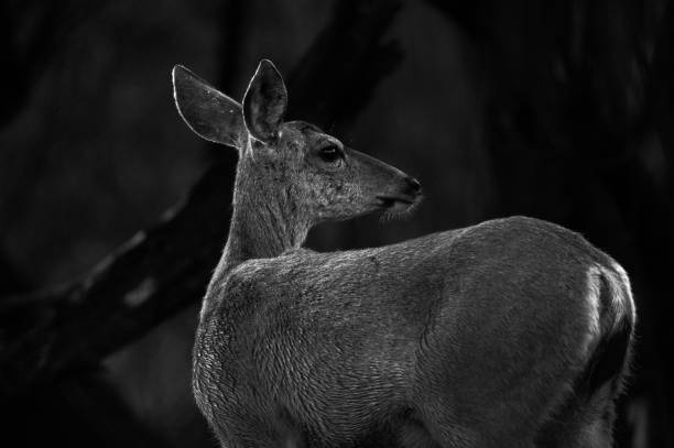 istock Deer portrait Black and white 1142369162