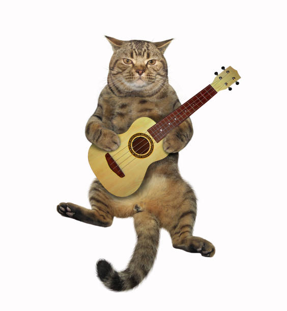istock Cat plays the guitar 2 1142369671