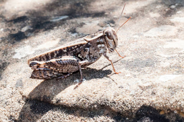 cavalletta imita il suo ambiente su una pietra - cricket locust grasshopper insect foto e immagini stock