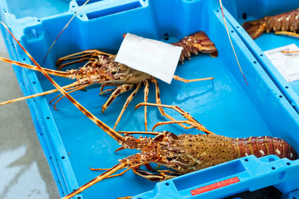 istock Container with catch sea delicacies lobster Blanes 1142369845