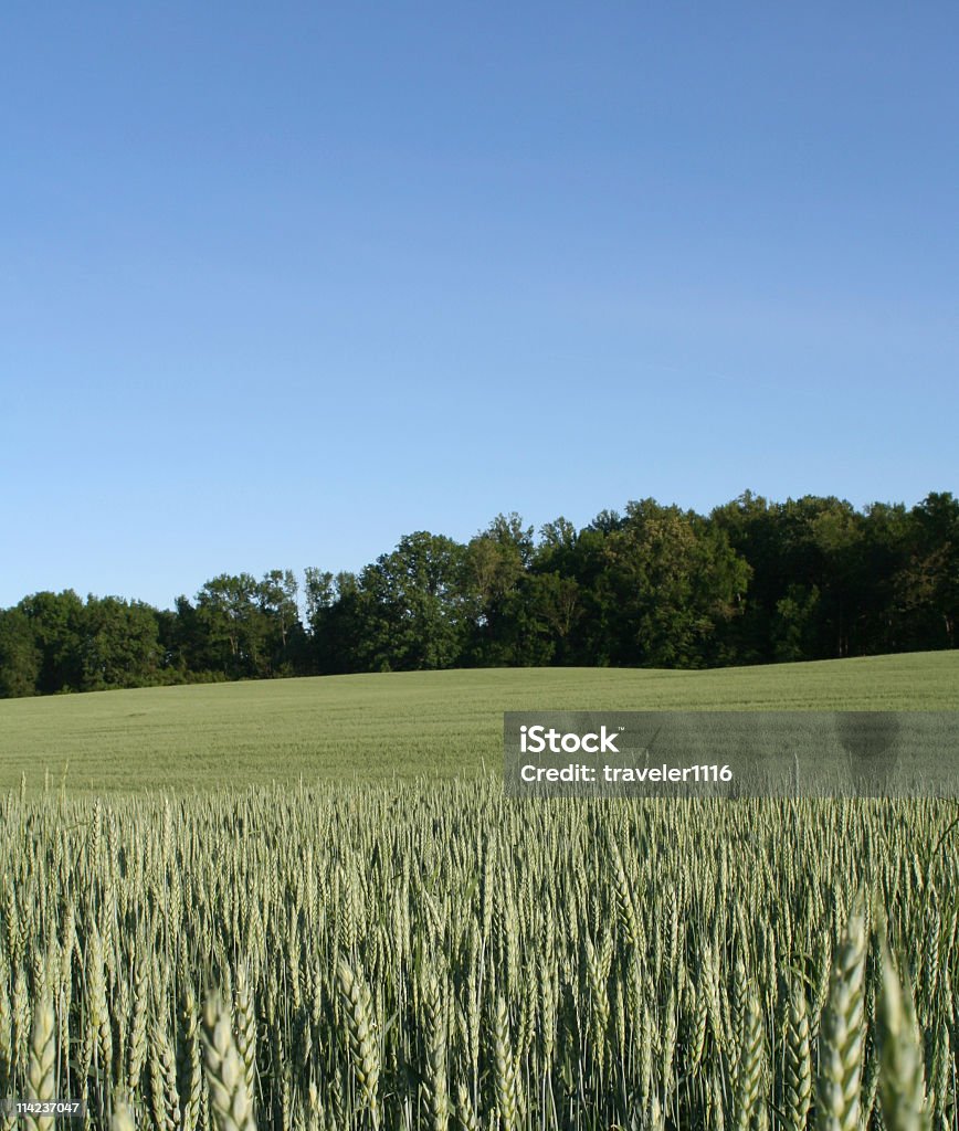 위트 필드에 버지니아, 리치먼드 - 로열티 프리 농업 스톡 사진