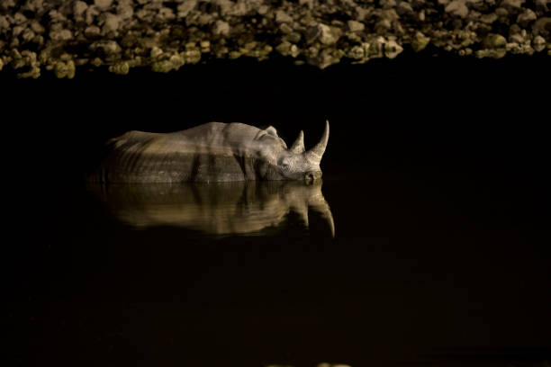 istock Rhino in Etosha National Park, Namibia. 1142371029