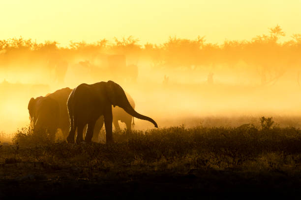 silhouette d’éléphant dans la poussière jaune dans le parc national d’etosha - parc national detosha photos et images de collection