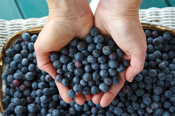 istock Handful of Blueberries 114237223