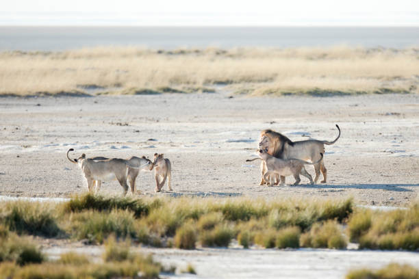 A Lion pride on the Etosha Pan, Namibia.