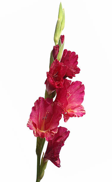 gladiola - gladiolus single flower stem isolated foto e immagini stock