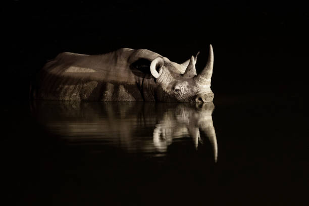 istock Rhino in Etosha National Park, Namibia. 1142372762