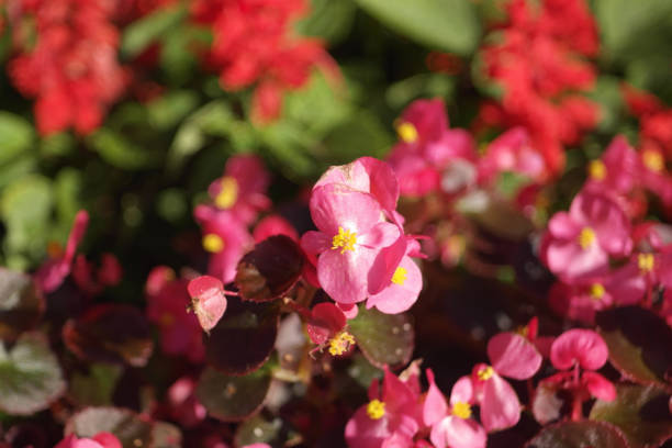 istock red little flowers 1142374228