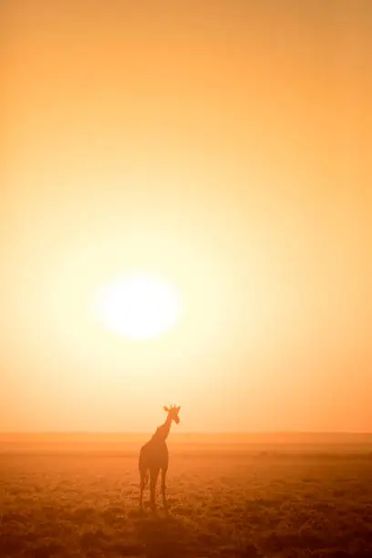 Photo of Giraffe silhouette in a golden sunrise.